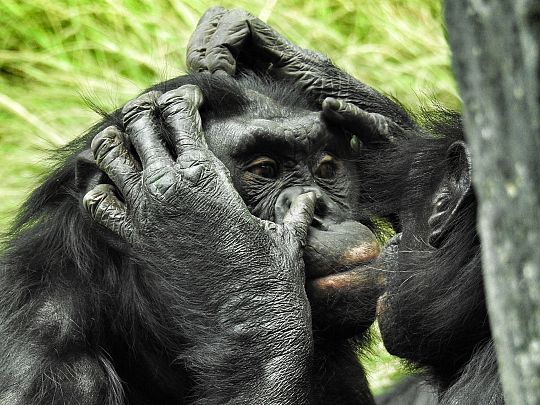 Bonobo-1602232103.jpg