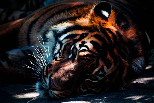 tiger-1576597756.jpg